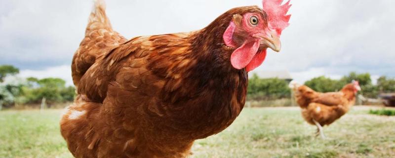 鸡不消化用什么药，是什么原因引起的