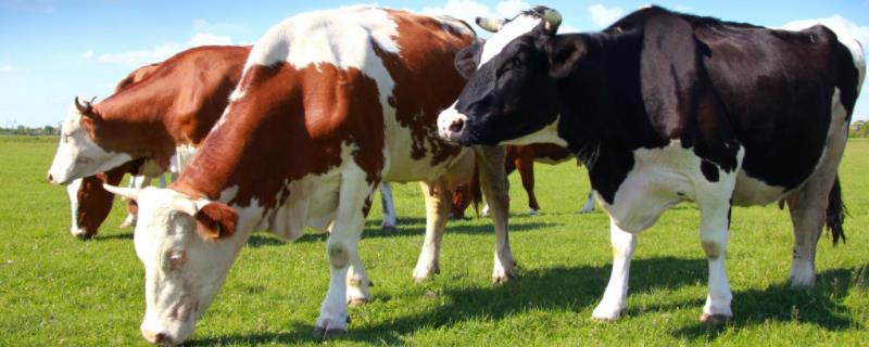 乳畜带和畜牧业的区别，乳畜带的区位优势