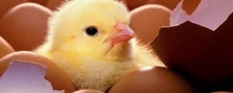小鸡是怎么孵化出来的过程，孵化小鸡几天开始喷水