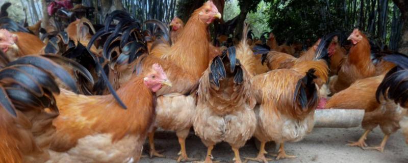 鸡的常见病与治疗方法