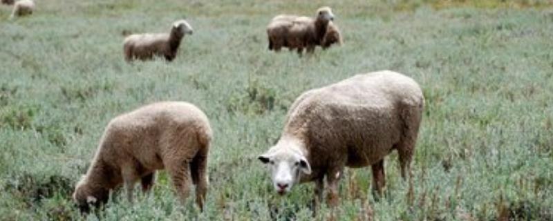 羊涨肚不反刍怎么办，反刍动物是指什么动物