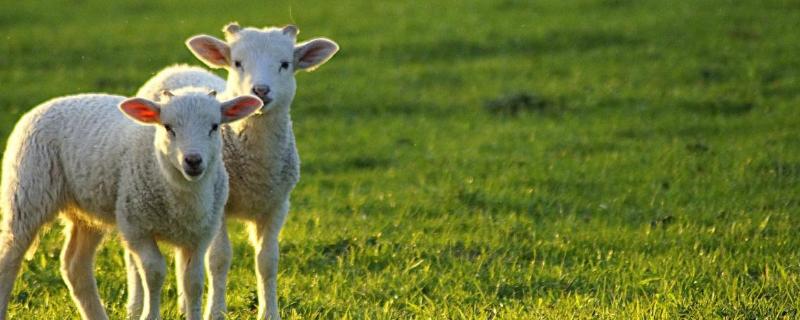 一只羊一天吃多少斤草，羊吃草吃多了怎么处理