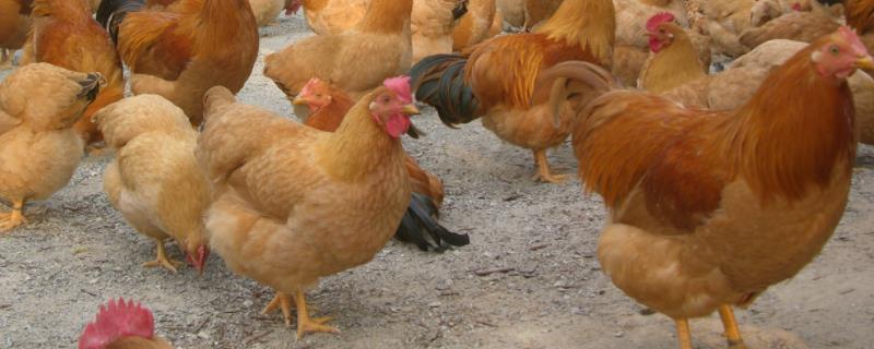 鸡的成长分几个阶段，鸡常见的疾病有哪些