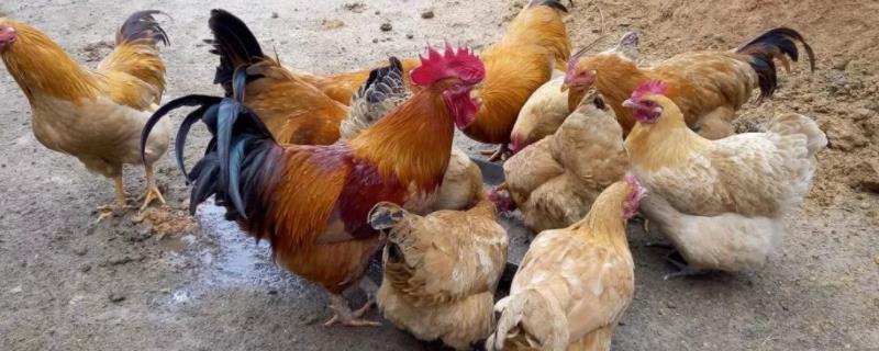 一只鸡一天吃多少斤粮食，吃食少是什么原因