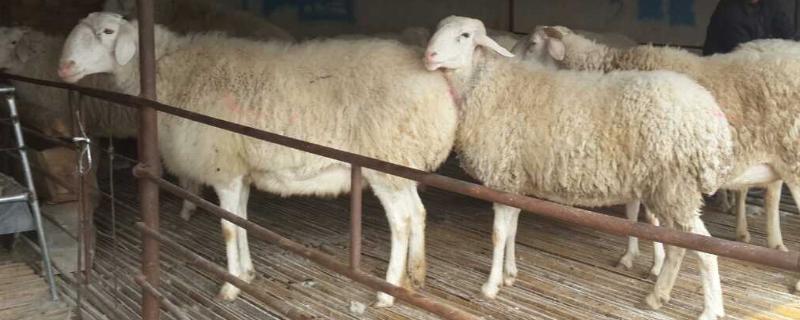 羊黄膘病用什么药治疗方法，羊黄膘病的症状