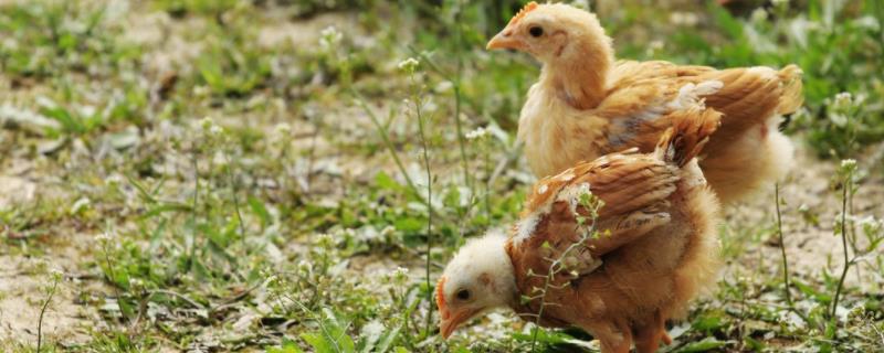 鸡自由吃食会撑死吗，附自由采食的优缺点