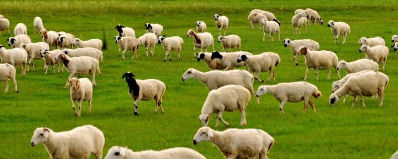 羊的介绍和特点，羊是群居动物吗