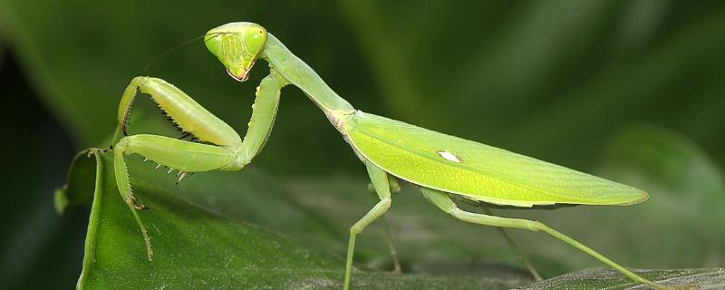 野生螳螂能养活吗，螳螂吃什么食物