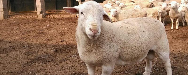羊不吃草用什么药治疗，是什么原因导致的