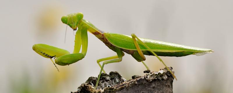 螳螂幼虫吃什么，螳螂是益虫还是害虫