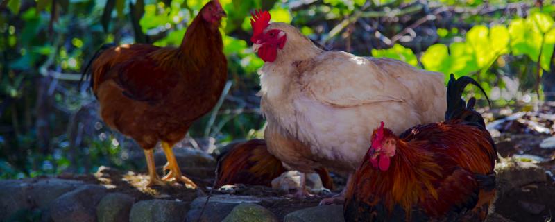 生大米可以直接喂鸡吗，鸡吃什么能提高产蛋量