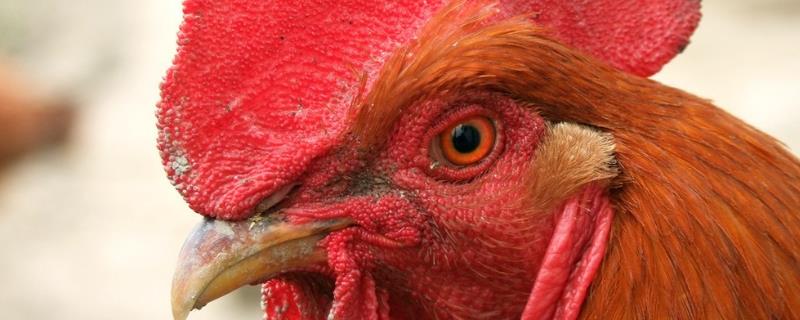 鸡头的毒素在哪个部位，鸡冠越大鸡越老吗