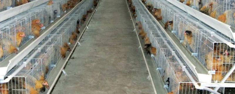 在鸡舍里点蚊香对鸡有影响吗，鸡舍如何消毒