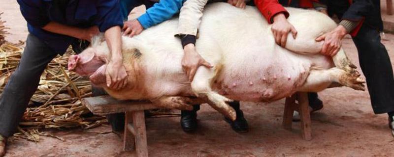 养猪的可以直接杀猪卖吗，杀猪的方法和技巧