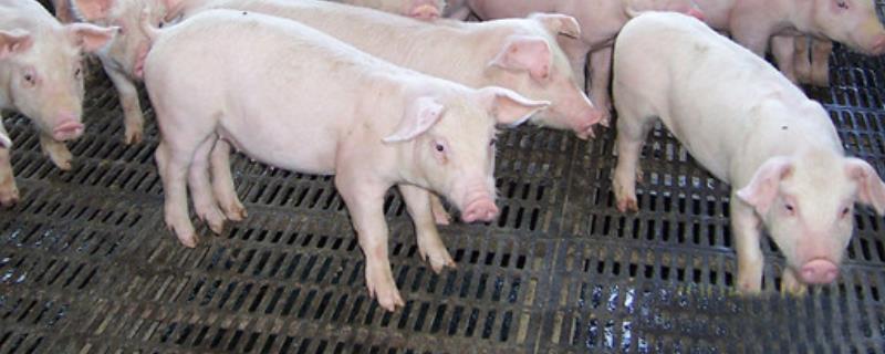 养猪的方法与技术，养猪场的污水如何处理