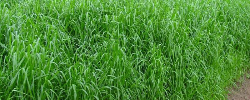 多汁牧草生长条件，多汁牧草与牧草的区别
