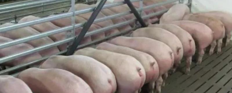 现代养猪生产技术有哪些，养猪对环境有什么要求