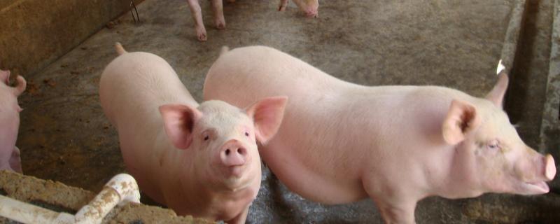 防止猪咬架的土法，是什么原因导致的