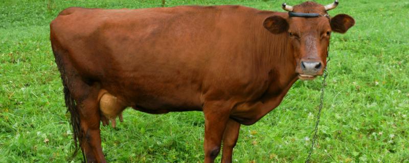 牛中毒了用什么药解毒，牛中毒的症状有哪些