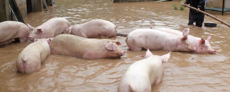 南方暴雨对养猪的影响，养猪场如何除臭