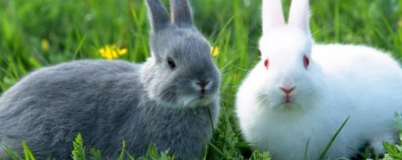 家兔和野兔可以繁殖吗，家兔和野兔的区别