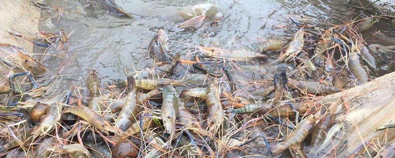 人工养殖的虾吃有危害吗，都有哪些品种