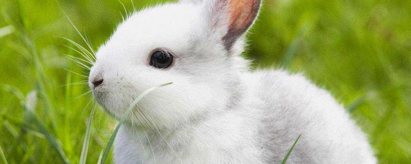 兔在免疫学中的主要应用有哪些，免疫学实验有哪些