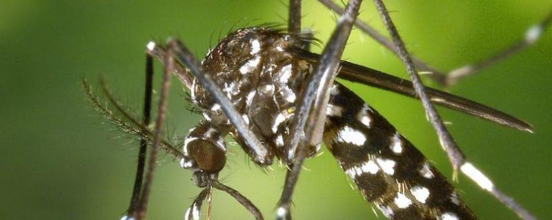 一只蚊子一次可以繁殖多少只，寿命有多长
