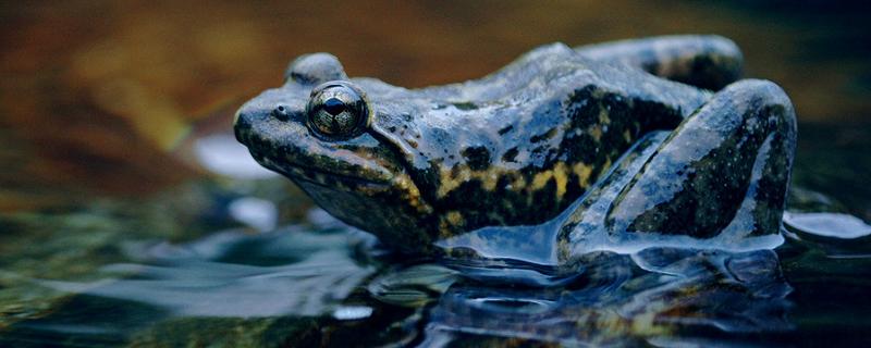 野生石蛙寄生虫多吗，是保护动物吗