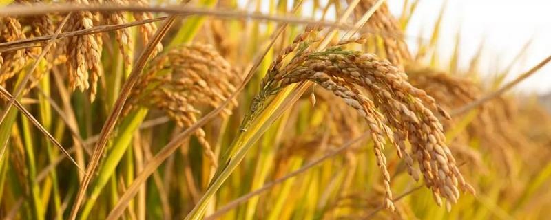 稻谷的生长过程，一般什么季节收获