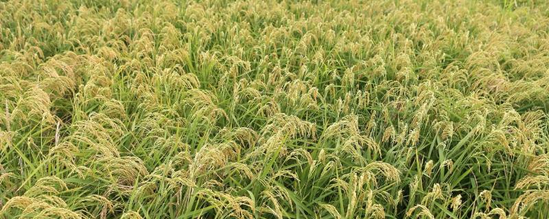 稻谷亩产一般多少斤稻谷，附稻谷的由来