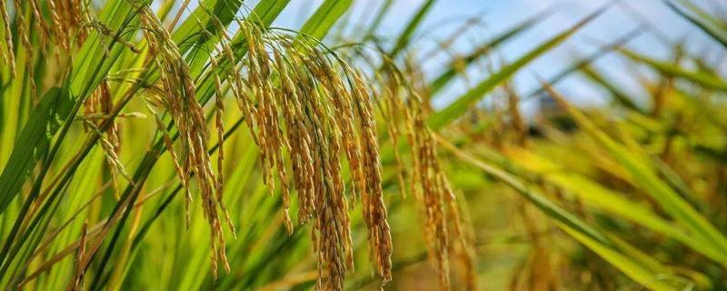 一亩田能收多少斤稻谷，稻谷是怎么得来的