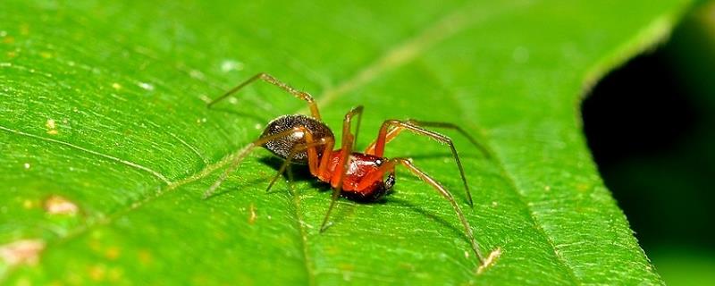 玉米红蜘蛛怎么防治?用什么药最有效，会危害什么作物