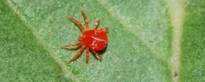 玉米起红蜘蛛怎么办，附危害症状