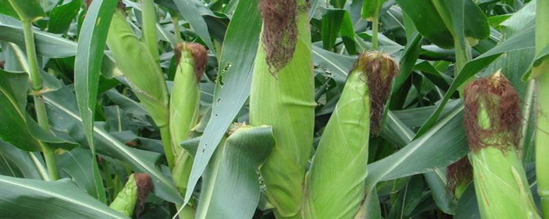 云苔内脂素对作物起什么作用，和玉米控旺剂能一块用吗