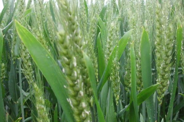 弱春性高产小麦品种