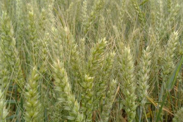 弱春性高产小麦品种