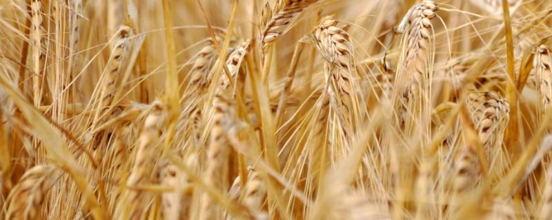 小麦用芸苔素拌种用量是多少，拌种后多久播种合适