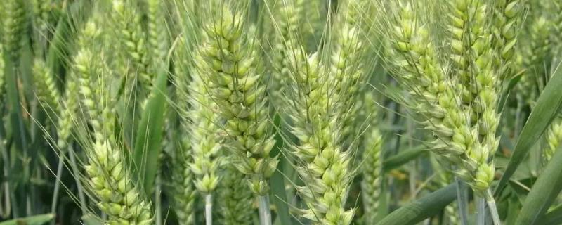 芸苔素内酯小麦拌种用量，芸苔素内酯有什么作用