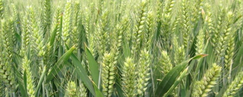 种上小麦连续不下雨怎么办，生长周期是多久