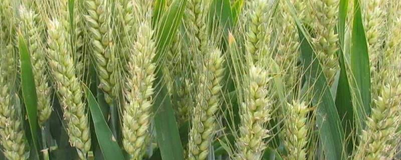 小麦喜欢什么肥料，附用量和用法