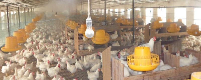 石灰粉消毒鸡舍后几天可养鸡，石灰粉是什么