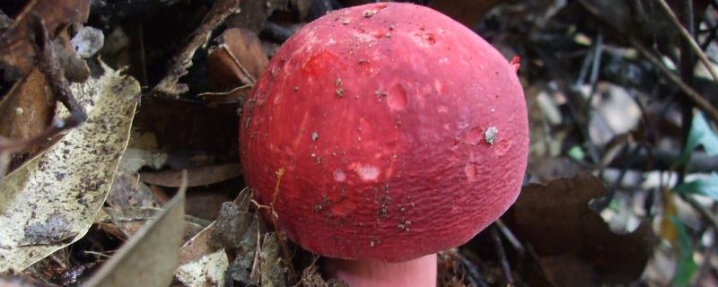 红菇长在什么树下生长，有毒吗