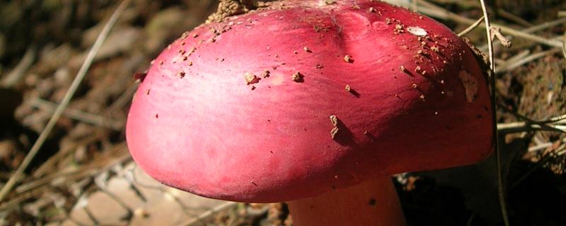 红菇生长全过程要多久，可以人工种植吗