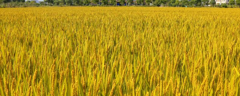 水稻和小麦的叶片没有什么的分化，叶片发黄是什么原因