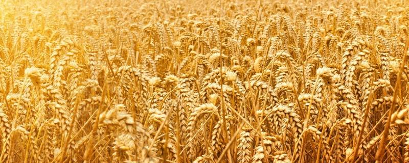 小麦产量，小麦产量三要素是什么