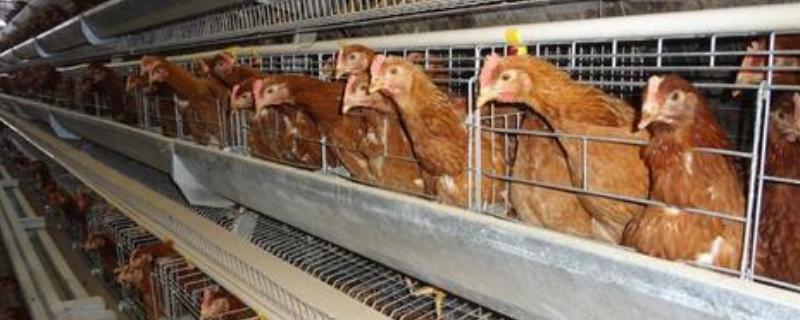 养鸡的鸡笼有几种，鸡笼消毒方法