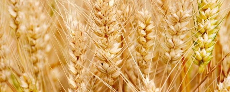刚种上小麦就下雨了能出来吗，小麦授粉期能浇水吗