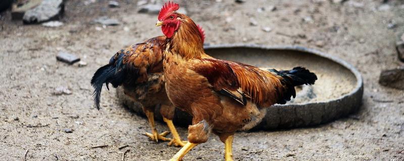 剩饭剩菜养鸡注意事项，什么品种的鸡长得快