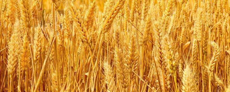 小麦肥料的最佳配方，氮磷钾的比例是多少
